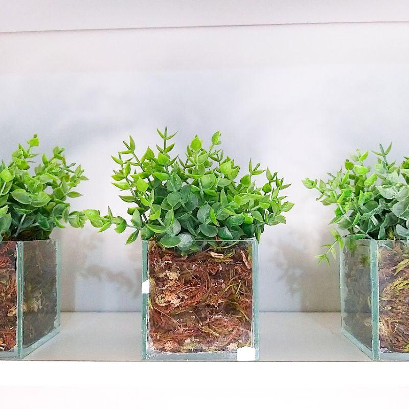 Vaso Cachepô de Vidro Quadrado com Planta Artificial - Paixão Verde | Loja Online