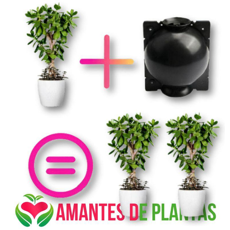Clone Suas Plantas Favoritas - PlantClone™ - Paixão Verde | Loja Online