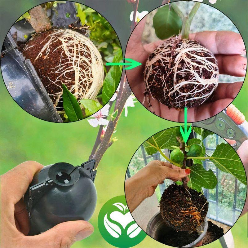 Clone Suas Plantas Favoritas - PlantClone™ - Paixão Verde | Loja Online